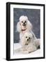 Dog: Toy Poodle-null-Framed Photographic Print