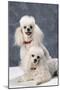 Dog: Toy Poodle-null-Mounted Photographic Print