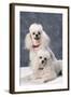 Dog: Toy Poodle-null-Framed Photographic Print