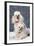 Dog: Toy Poodle-null-Framed Photographic Print