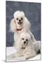 Dog: Toy Poodle-null-Mounted Photographic Print