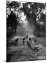 Dog Trainer Paul Bakewell Iii Taking Dogs for a Run-null-Mounted Photographic Print