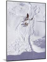 Dog Transport, Greenland, Polar Regions-Jack Jackson-Mounted Photographic Print