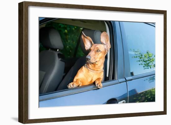 Dog Travel by Car Looking out of the Window-Mariia Masich-Framed Photographic Print