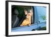 Dog Travel by Car Looking out of the Window-Mariia Masich-Framed Photographic Print