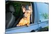 Dog Travel by Car Looking out of the Window-Mariia Masich-Mounted Photographic Print