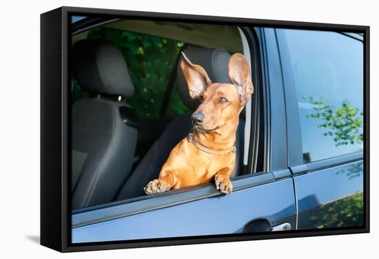 Dog Travel by Car Looking out of the Window-Mariia Masich-Framed Stretched Canvas