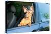Dog Travel by Car Looking out of the Window-Mariia Masich-Stretched Canvas