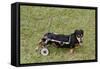 Dog Using a Dog Wheelchair-W^ Perry Conway-Framed Stretched Canvas