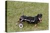 Dog Using a Dog Wheelchair-W^ Perry Conway-Stretched Canvas