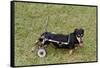 Dog Using a Dog Wheelchair-W^ Perry Conway-Framed Stretched Canvas