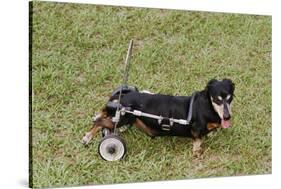 Dog Using a Dog Wheelchair-W^ Perry Conway-Stretched Canvas