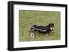 Dog Using a Dog Wheelchair-W^ Perry Conway-Framed Photographic Print