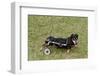 Dog Using a Dog Wheelchair-W^ Perry Conway-Framed Photographic Print