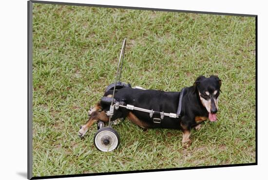 Dog Using a Dog Wheelchair-W^ Perry Conway-Mounted Photographic Print