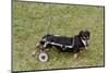 Dog Using a Dog Wheelchair-W^ Perry Conway-Mounted Photographic Print