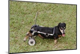 Dog Using a Dog Wheelchair-W^ Perry Conway-Mounted Photographic Print