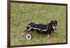 Dog Using a Dog Wheelchair-W^ Perry Conway-Framed Photographic Print