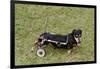 Dog Using a Dog Wheelchair-W^ Perry Conway-Framed Photographic Print