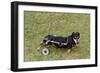 Dog Using a Dog Wheelchair-W^ Perry Conway-Framed Photographic Print