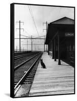 Dog Waiting at Empty Railroad Platform-null-Framed Stretched Canvas