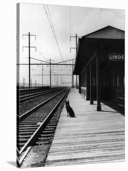 Dog Waiting at Empty Railroad Platform-null-Stretched Canvas