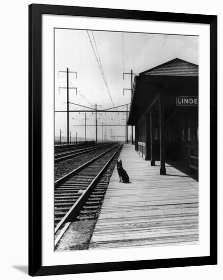 Dog Waiting at Empty Railroad Platform-null-Framed Premium Photographic Print