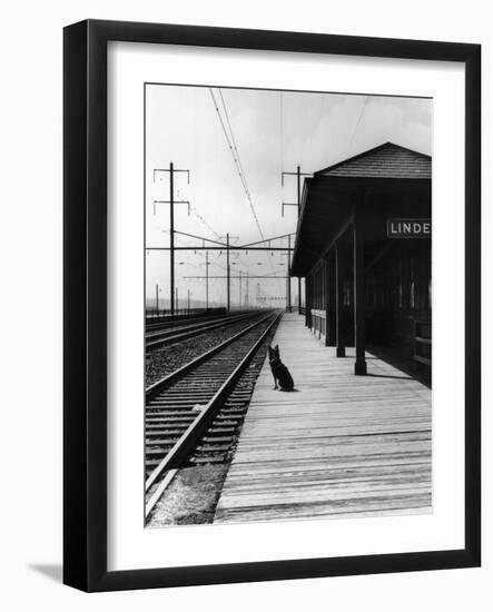 Dog Waiting at Empty Railroad Platform-null-Framed Photographic Print