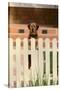 Dog Waiting at the Fence-DLILLC-Stretched Canvas