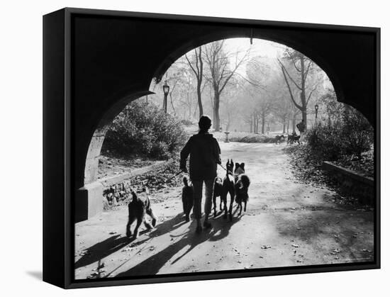 Dog Walker in Central Park-Alfred Eisenstaedt-Framed Stretched Canvas