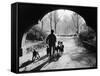 Dog Walker in Central Park-Alfred Eisenstaedt-Framed Stretched Canvas