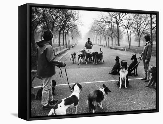 Dog Walkers in Central Park-Alfred Eisenstaedt-Framed Stretched Canvas