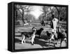 Dog Walkers in Central Park-Alfred Eisenstaedt-Framed Stretched Canvas