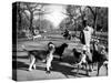 Dog Walkers in Central Park-Alfred Eisenstaedt-Stretched Canvas