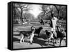 Dog Walkers in Central Park-Alfred Eisenstaedt-Framed Stretched Canvas