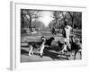 Dog Walkers in Central Park-Alfred Eisenstaedt-Framed Photographic Print