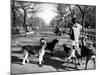 Dog Walkers in Central Park-Alfred Eisenstaedt-Mounted Photographic Print