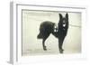 Dog War Work Red Cross-null-Framed Photographic Print