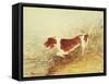 Dog Watching a Rat in the Water at Dedham-John Constable-Framed Stretched Canvas