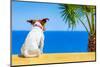 Dog Watching-Javier Brosch-Mounted Photographic Print