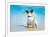 Dog Watching-Javier Brosch-Framed Photographic Print