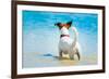 Dog Watching-Javier Brosch-Framed Photographic Print