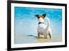 Dog Watching-Javier Brosch-Framed Photographic Print