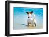 Dog Watching-Javier Brosch-Framed Photographic Print