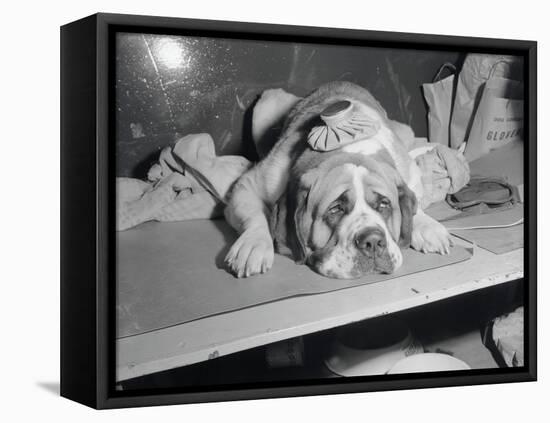 Dog Wearing an Ice Pack-Sam Goldstein-Framed Stretched Canvas