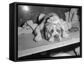 Dog Wearing an Ice Pack-Sam Goldstein-Framed Stretched Canvas