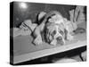 Dog Wearing an Ice Pack-Sam Goldstein-Stretched Canvas