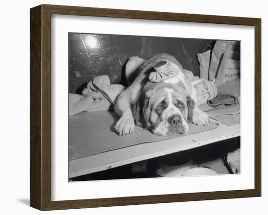 Dog Wearing an Ice Pack-Sam Goldstein-Framed Photographic Print