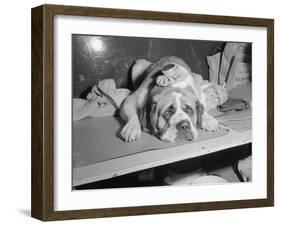 Dog Wearing an Ice Pack-Sam Goldstein-Framed Photographic Print