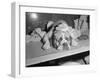 Dog Wearing an Ice Pack-Sam Goldstein-Framed Photographic Print